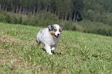 BERGER AUSTRALIEN PUPPIES 050